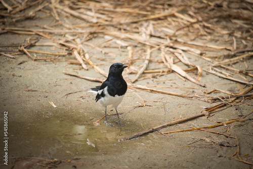 This is an image of a doyel bird In Bangladesh photo