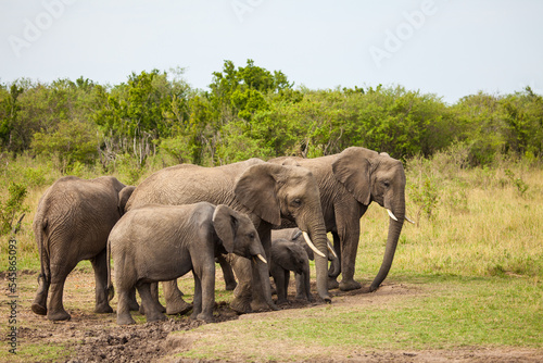 Elephant calves grazing in the protection of the heard on the open savannah of the Masai Mara  Kenya