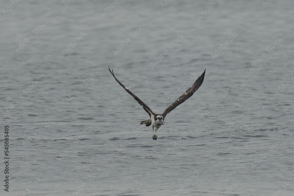 osprey in flight osprey in flight