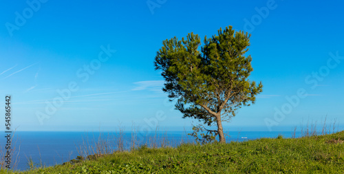 Green tree alone and blue skytravel,  freedom,  ecology  concept photo