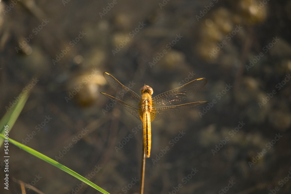 A vertical shot of a blue net-winged insect sitting on a leaf
