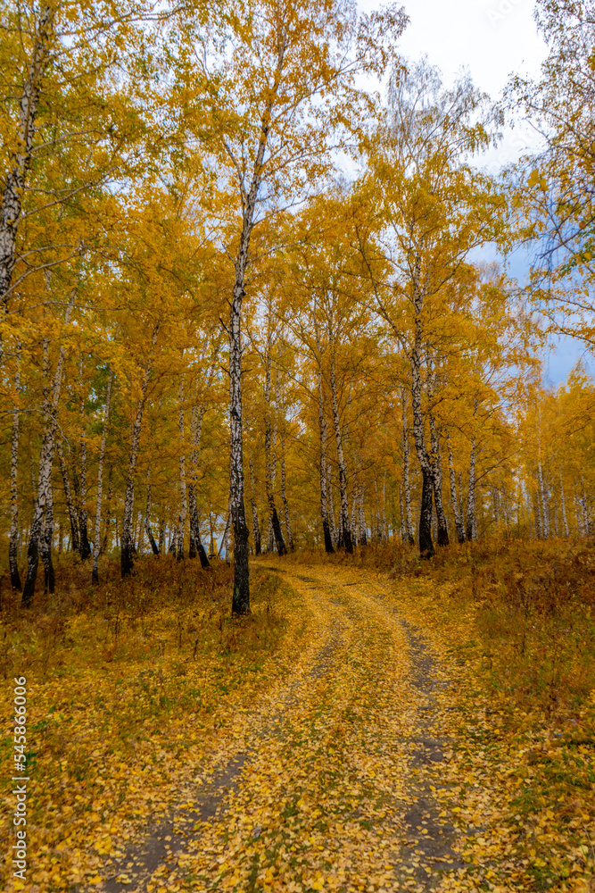 Obraz premium Autumn road covered with yellow leaves in a birch grove