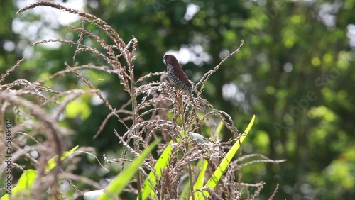 Bondol jawa, pipit bondol, piit bondol, emprit bondol, Lonchura leucogastroides, Javan Munia photo