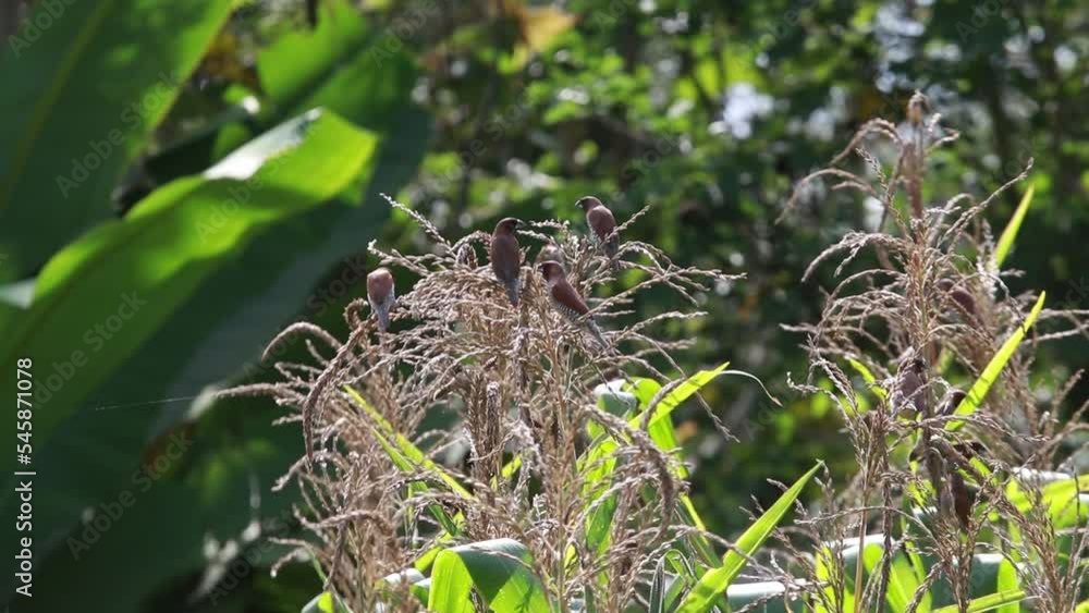 Bondol jawa, pipit bondol, piit bondol, emprit bondol, Lonchura leucogastroides, Javan Munia Bondol jawa, pipit bondol, piit bondol, emprit bondol, Lonchura leucogastroides, Javan Munia