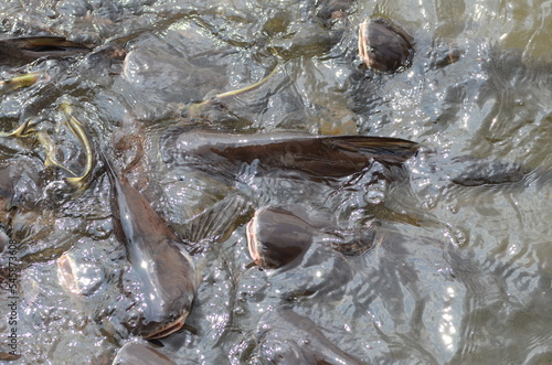 Many Fish in Chao Phraya River Bangkok Thailand photo