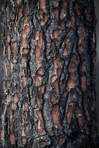 Pine forest after a large scale fire in France, Landscape of a burnt forest, Dead forest after fires, New green vegetation after a forest fire, High quality photo