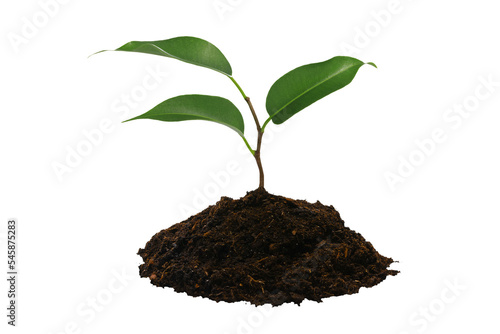 New life concept - young green plant with heap of brown soil isolated on a transparent background in close-up