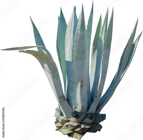 Isolated cutout PNG of an American aloe on a transparent background photo