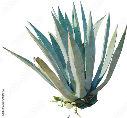Isolated cutout PNG of an American aloe on a transparent background