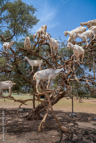 Argan trees and the goats in Morocco.