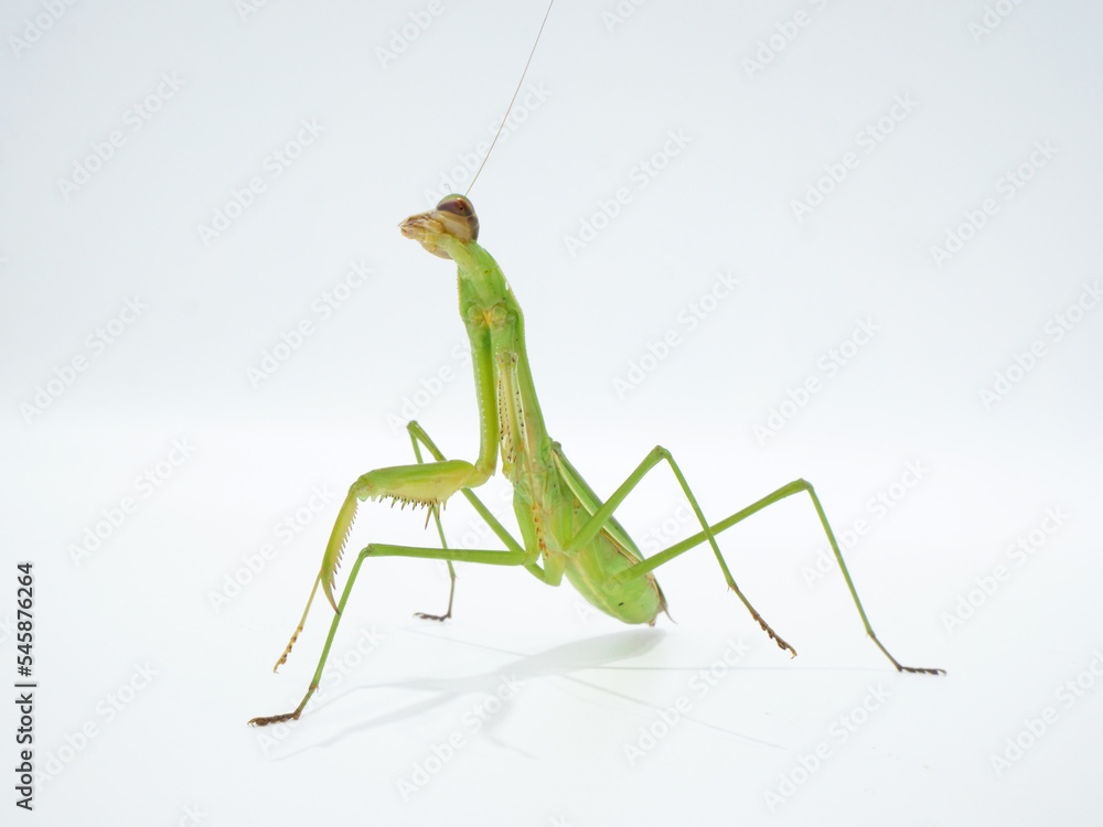 周りを見渡すオオカマキリ