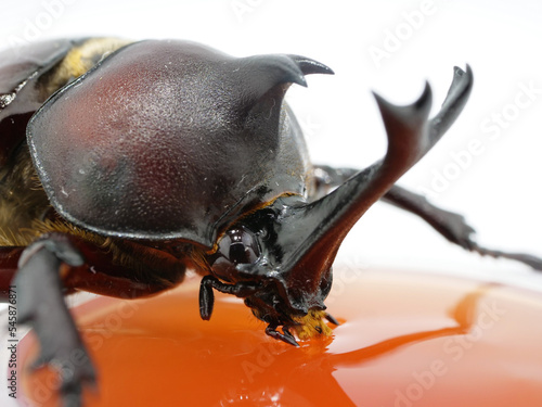 昆虫ゼリーを食べるカブトムシの顔のアップ © SCIENCE FACTORY ltd.