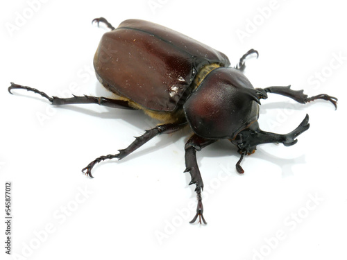 立派な角のついたオスのカブトムシ