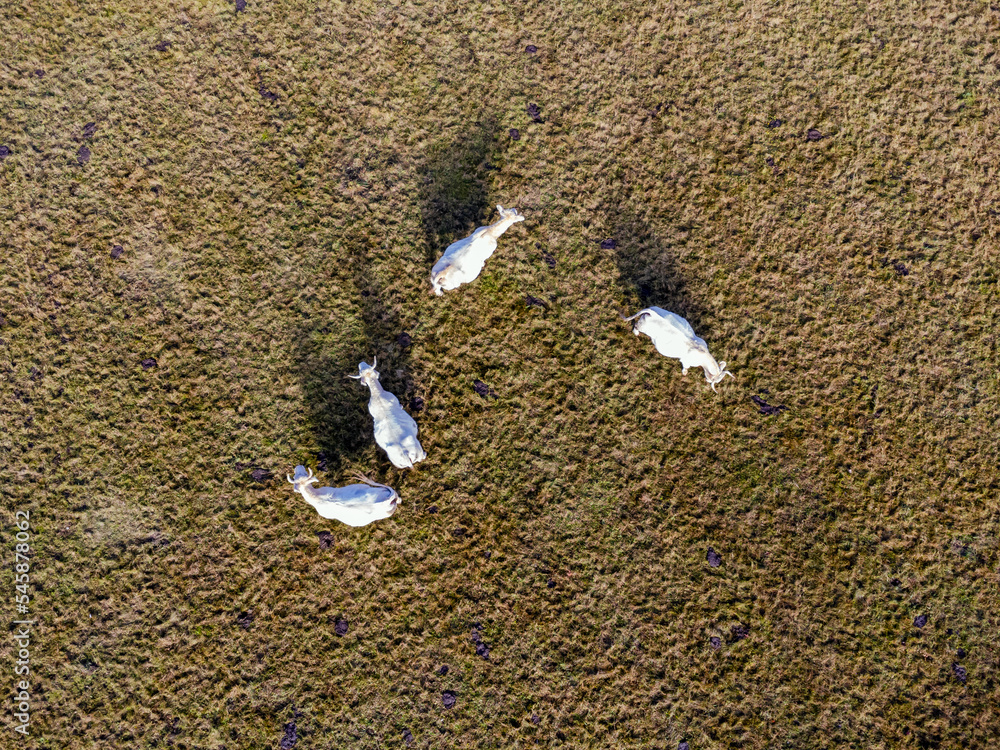 Aerial photo with drone of dairy white cows on a meadow in Poland.