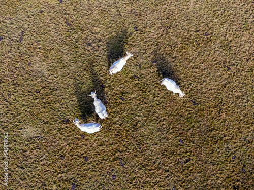 Obraz na płótnie Aerial photo with drone of dairy white cows on a meadow in Poland. w salonie
