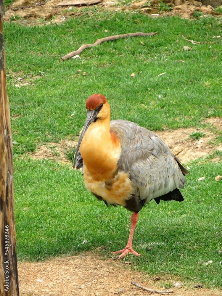 Fototapeta premium Ibis