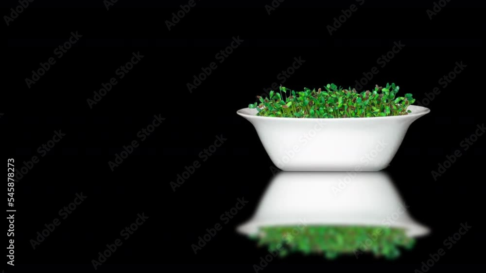 Time lapse 4K, flax growing from seeds on a black background, reflected on the table. There is space for text Time lapse 4K, flax growing from seeds on a black background, reflected on the table. There is space for text
