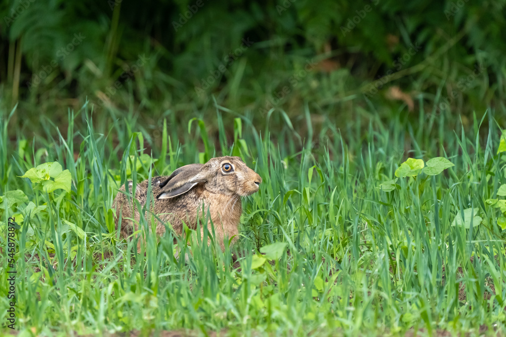 zając hare Lepus europaeus zając hare Lepus europaeus