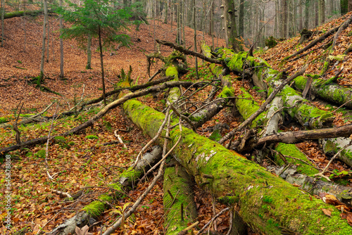 Martwe drewno, dead wood