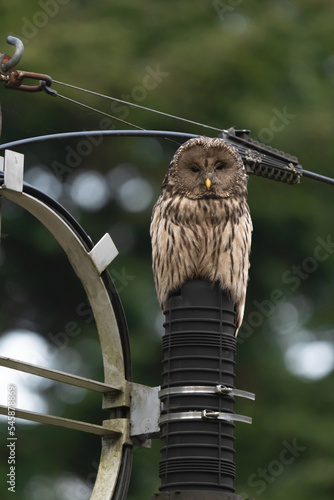 Puszczyk uralski Strix uralensis