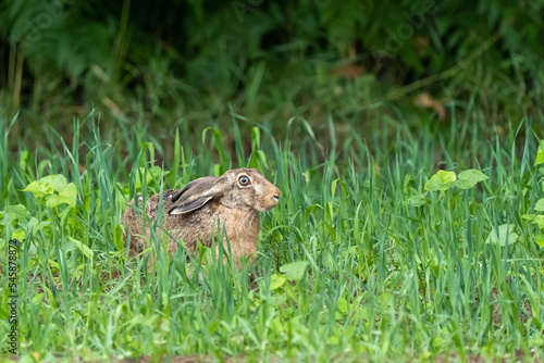 zaj  c hare Lepus europaeus