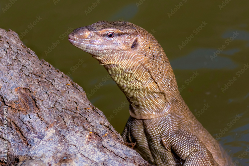 portrait of monitor lizard, Monitor lizards are lizards in the genus