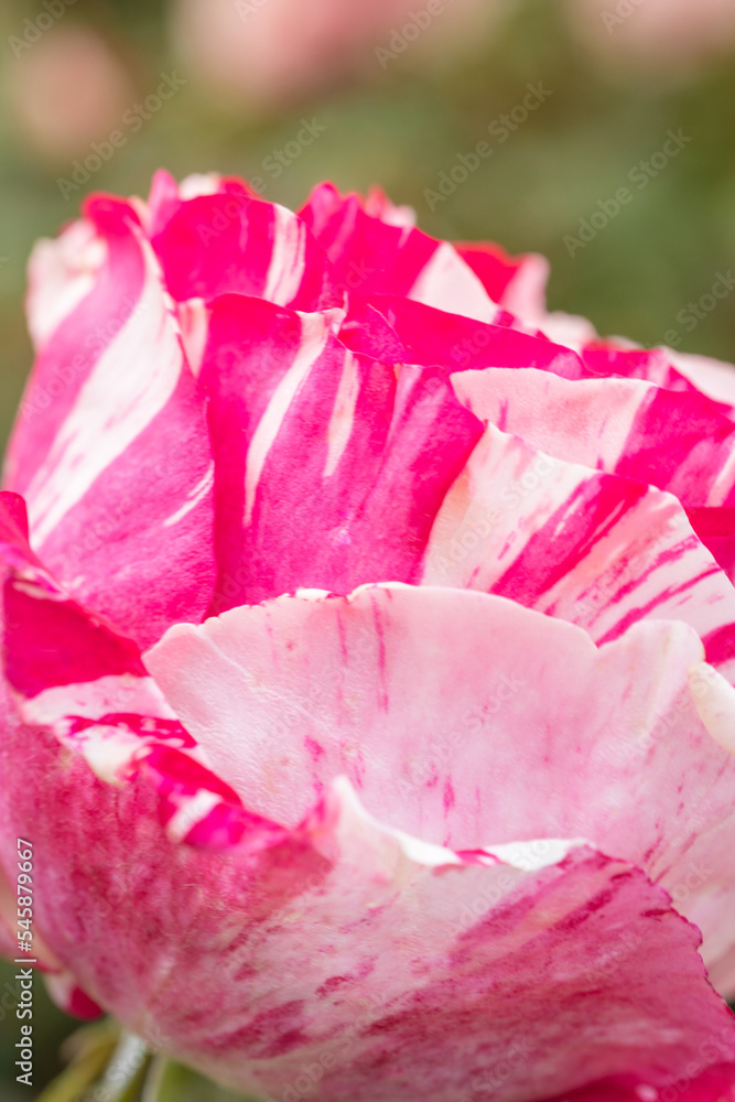 Bi-color Pink and White Scentimental Rose Bi-color Pink and White Scentimental Rose