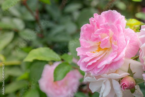 Pink and White Oratia Maid Rose