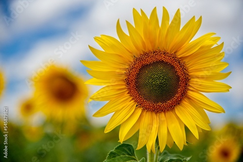 Sunflowers in field in the Castille region of Spain