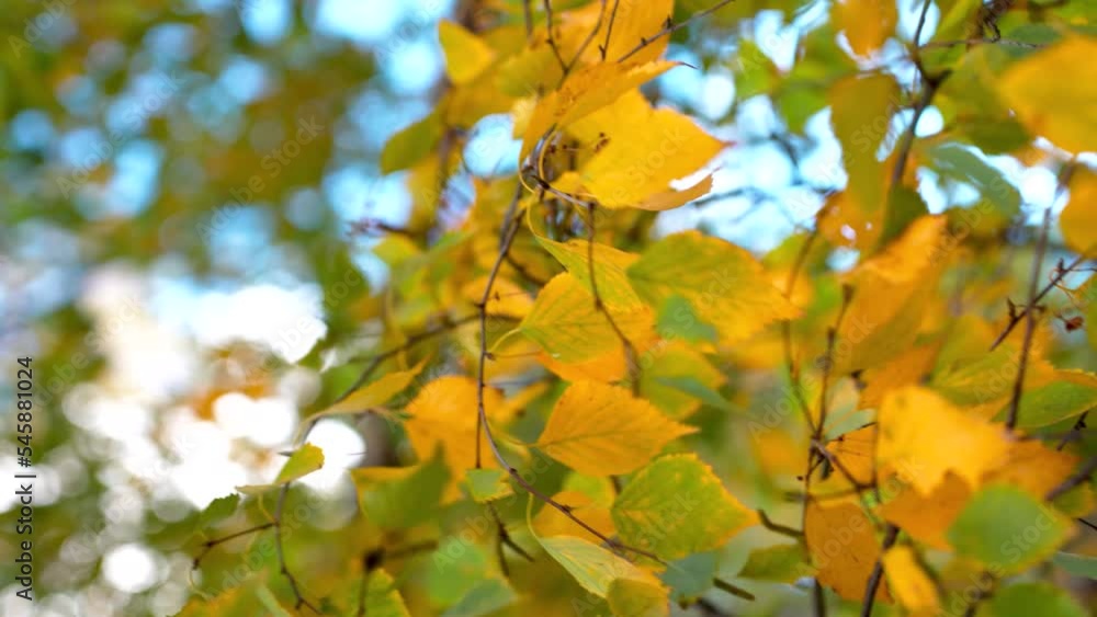 Golden color autumn birch tree leaves swinging on sunny windy day Golden color autumn birch tree leaves swinging on sunny windy day