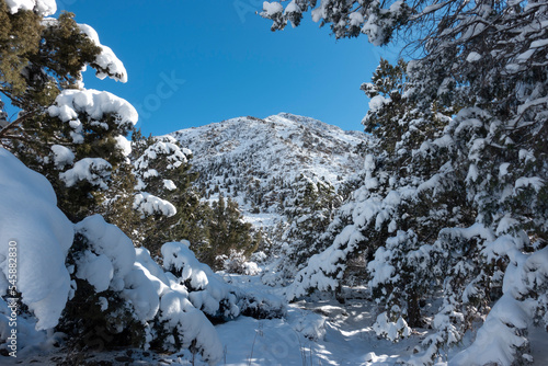 Wintery snow capped mountain in sunny day. Winter landscape with tree under s...
