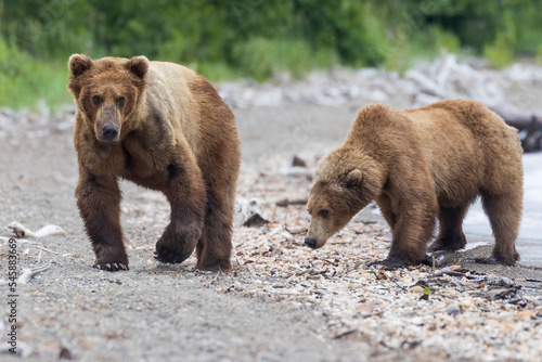 Wild coastal brown bears courting each other by the coast of Katmai National Park in Alaska. 