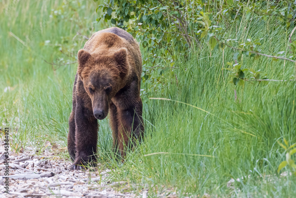 A wild coastal brown bear catching fish in the river in Katmai National Park (Alaska). A wild coastal brown bear catching fish in the river in Katmai National Park (Alaska).