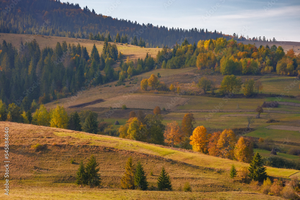 rural fields and meadows on rolling hills. countryside landscape in carpathian mountains on a sunny autumn evening