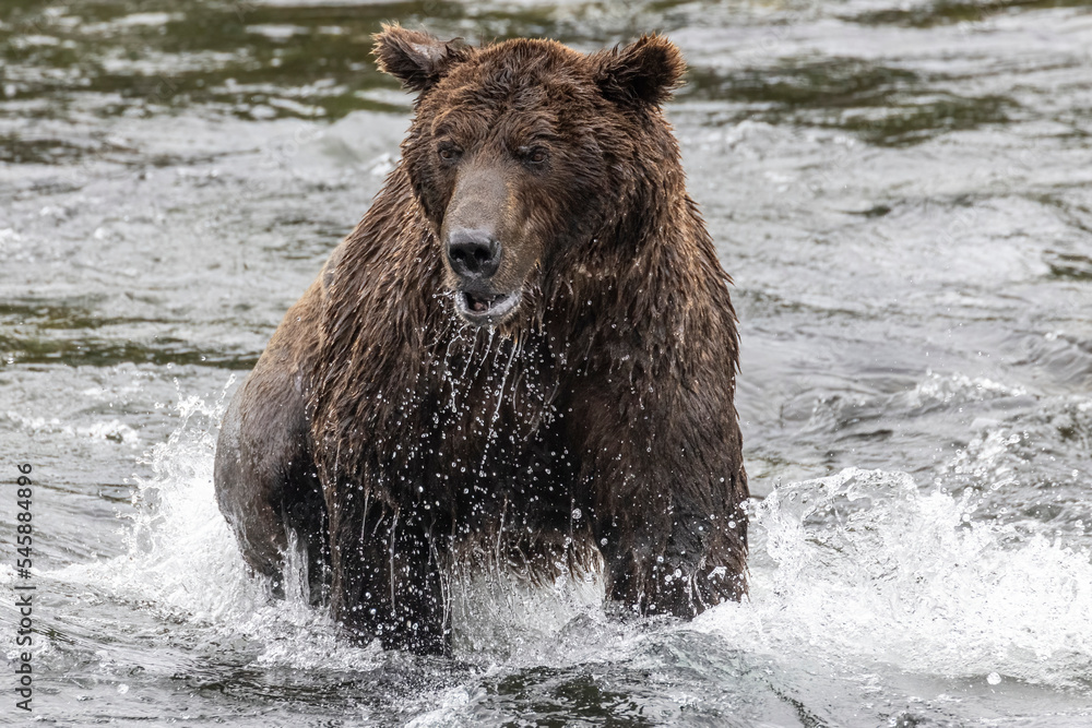 A wild coastal brown bear catching fish in the river in Katmai National Park (Alaska). A wild coastal brown bear catching fish in the river in Katmai National Park (Alaska).