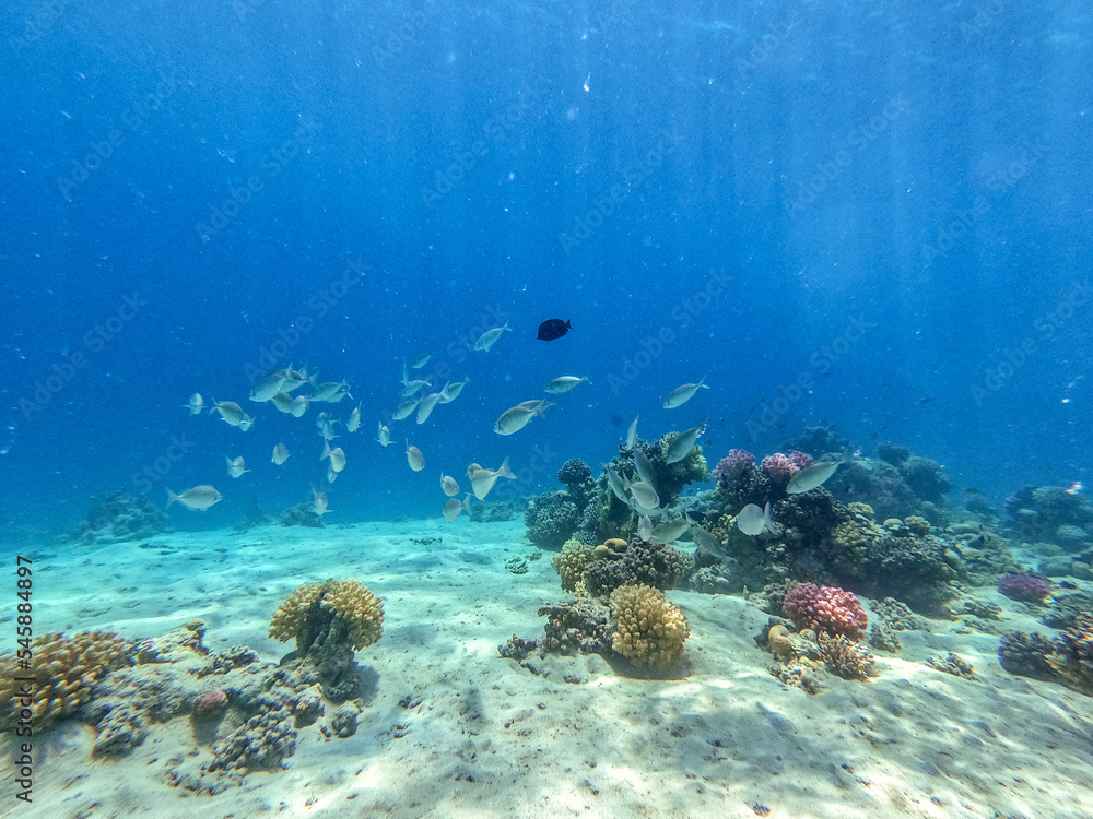 Fototapeta premium Shoal of Sargos or White Seabream swimming at the coral reef in the Red Sea, Egypt..