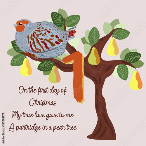 The twelve days of Christmas. First day. Partridge in a pear tree. Christmas concept.