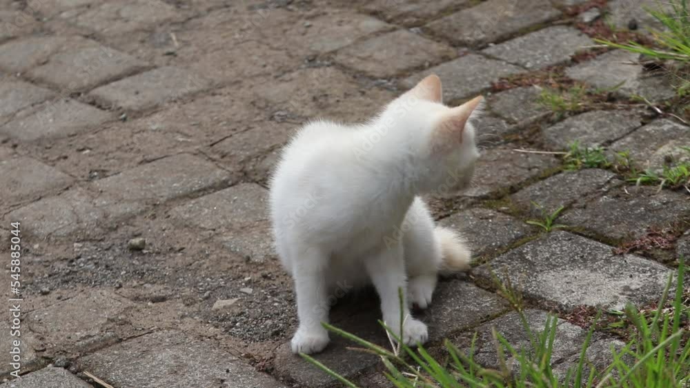 Cats play in the yard and garden Cats play in the yard and garden