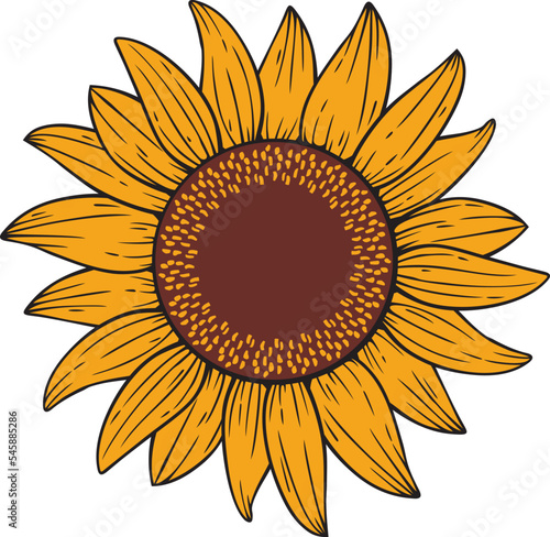 Sunflower Color Vector Illustration