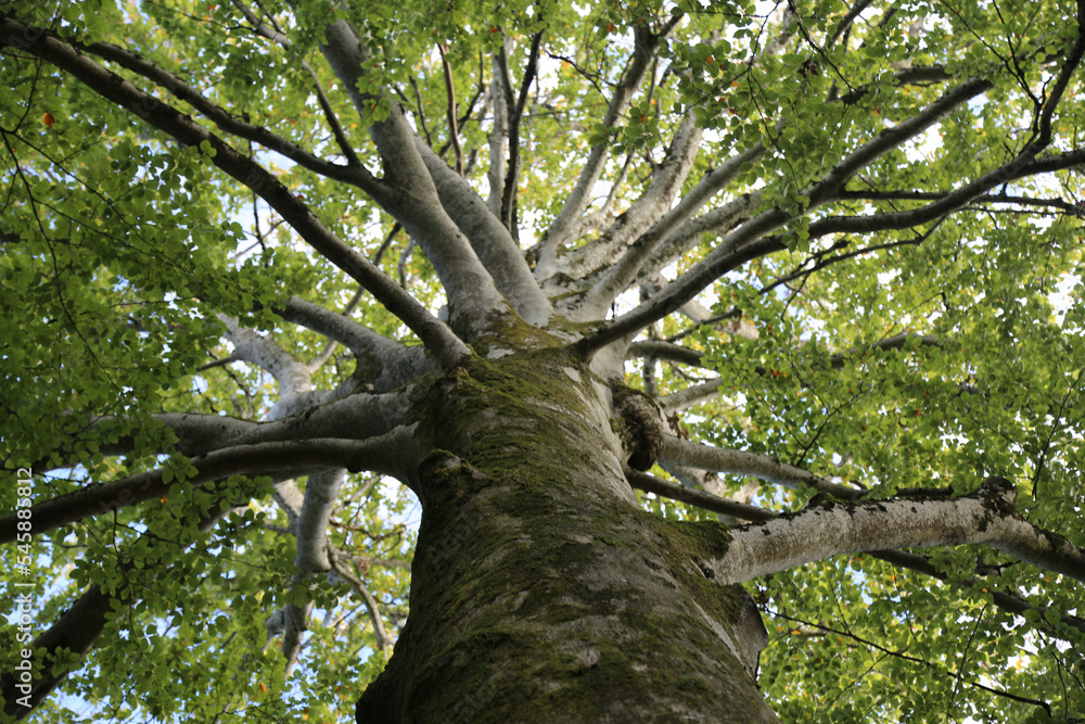 Fototapeta premium Arbre Président Arbois
