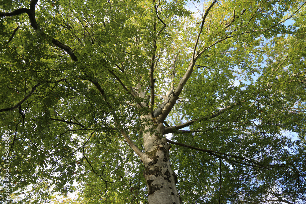 Arbre Président Arbois Arbre Président Arbois