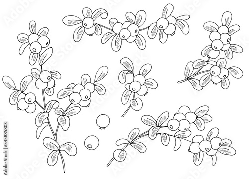 Cowberry plant graphic black white isolated sketch illustration vector 
