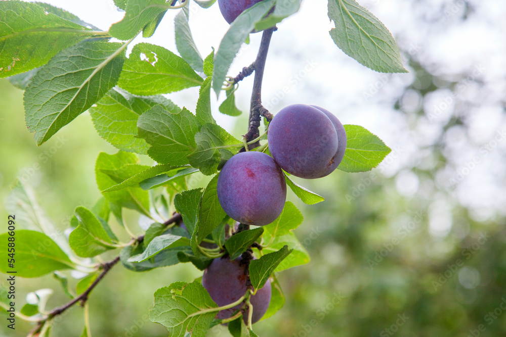 Plum tree branch with ripe juicy fruits on sunset light.. Plum tree branch with ripe juicy fruits on sunset light..