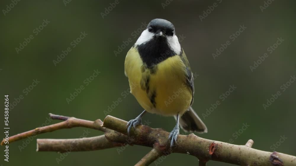great tit bird perched on branch Parus major natural world norway great tit bird perched on branch Parus major natural world norway