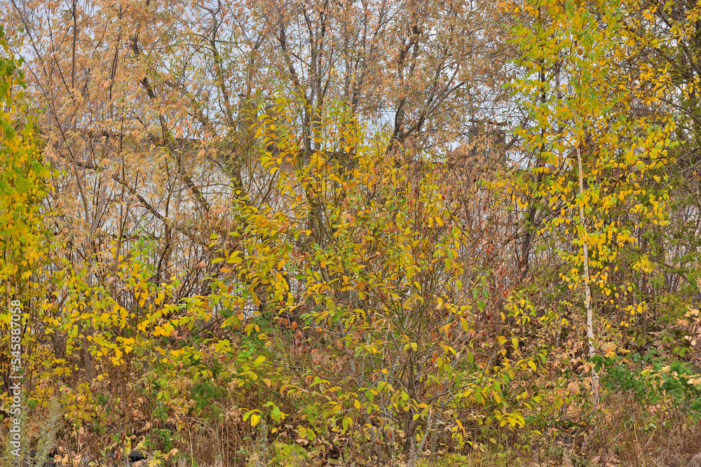Fototapeta premium Trees with yellow leaves on an autumn day