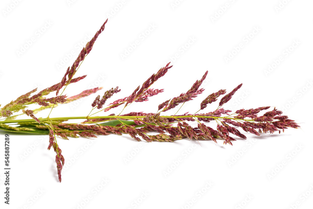 Obraz premium Johnson grass flowers