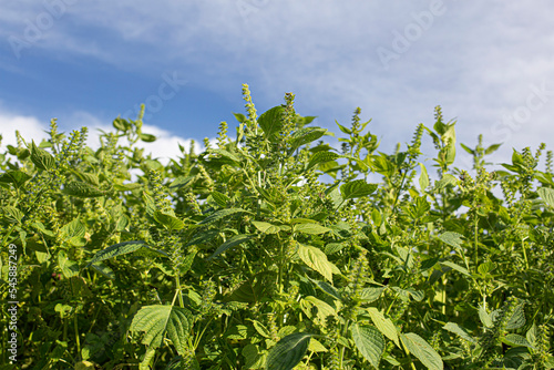 field of korean perilla sesame plants