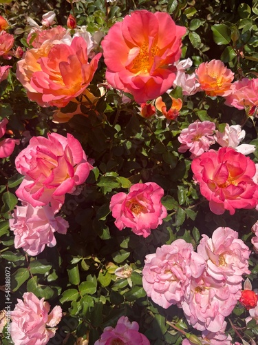 beautiful pink garden roses, roses bush