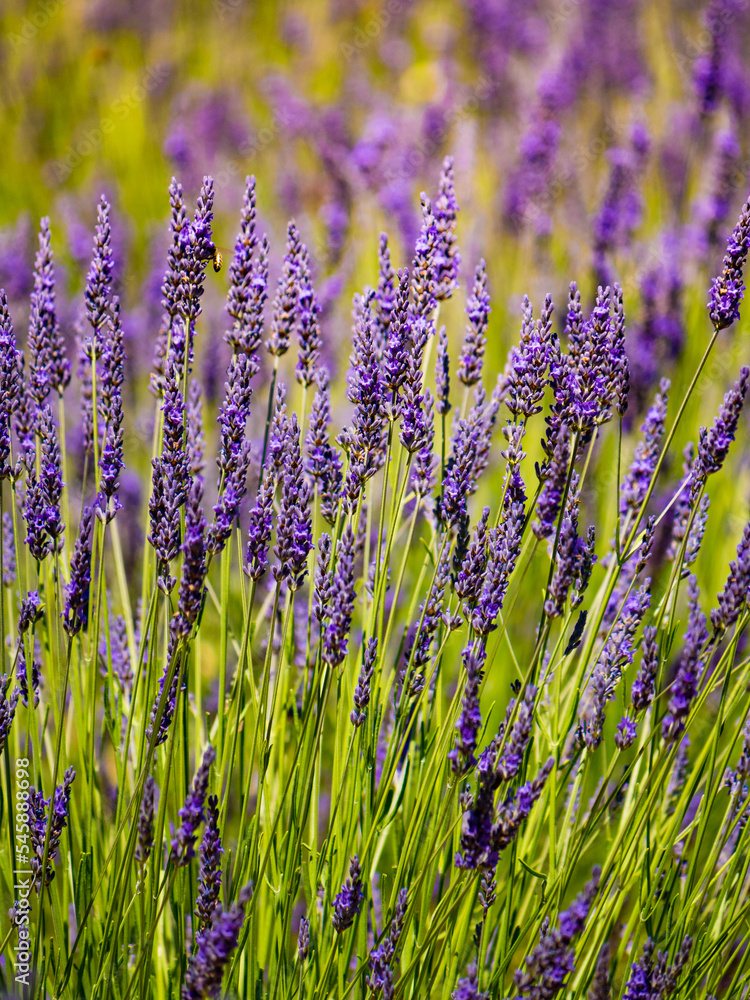 Naklejka premium Lavender fields in bloom in Provence