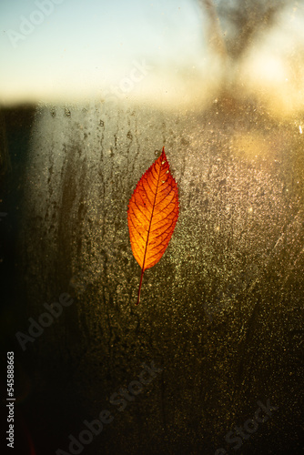 Autumn leaf on the window